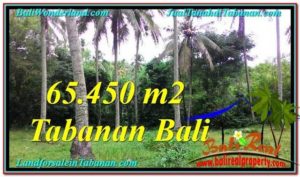 Exotic PROPERTY 65,450 m2 LAND FOR SALE IN Tabanan Selemadeg TJTB290