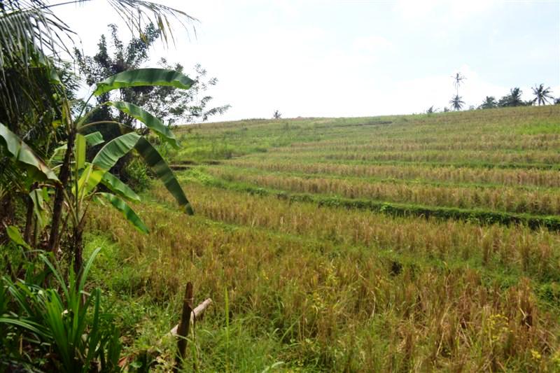 Land for sale in Tabanan Bali Indonesia