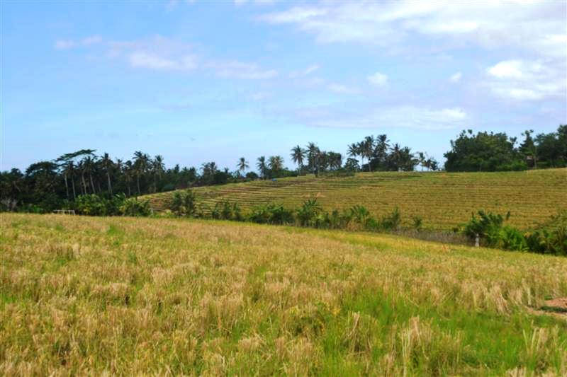 Land for sale in Tabanan Bali Indonesia