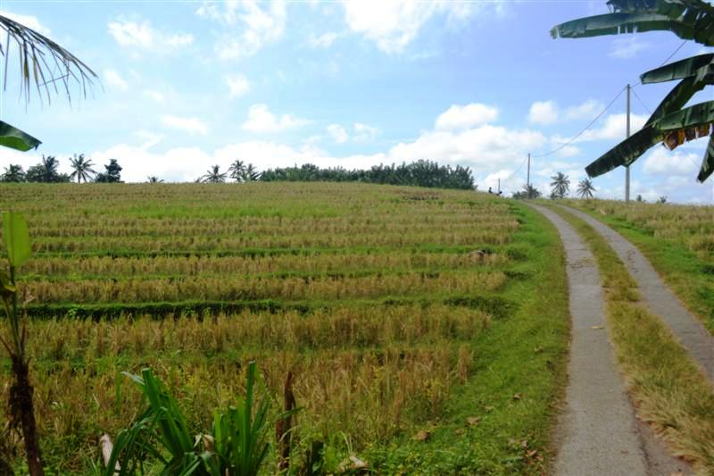 Land for sale in Tabanan Bali Indonesia