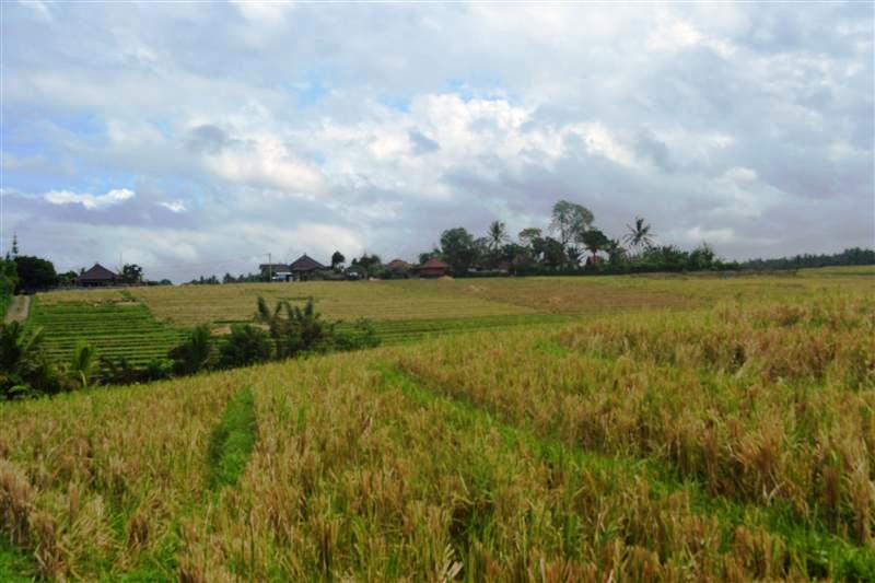 Land for sale in Tabanan Bali Indonesia