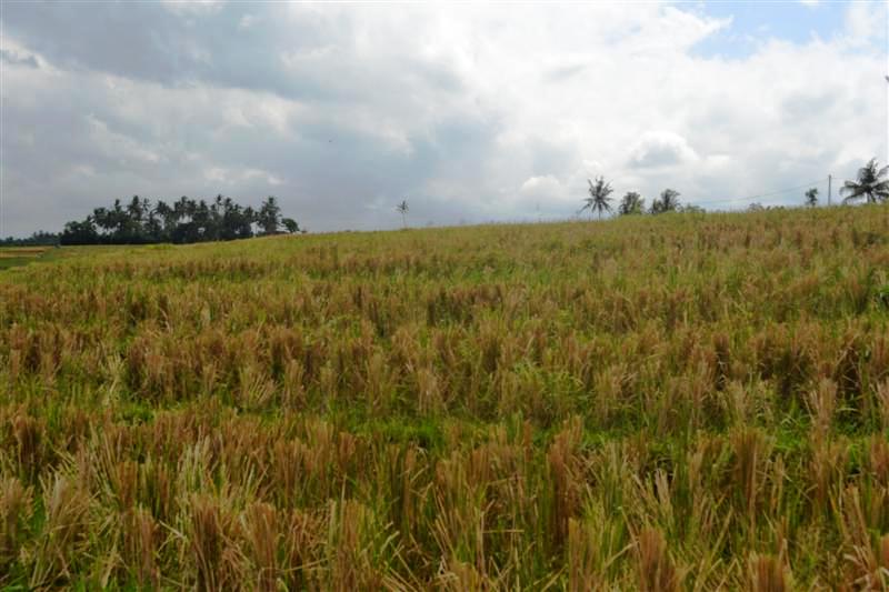 Land for sale in Tabanan Bali Indonesia