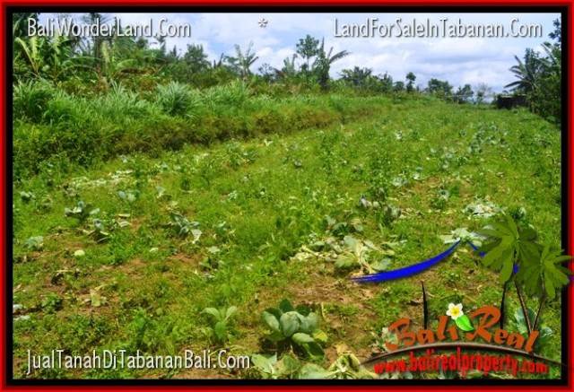 Exotic 150,000 m2 LAND IN Tabanan Penebel FOR SALE TJTB318