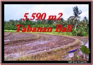 5,590 m2 LAND IN TABANAN BALI FOR SALE TJTB257