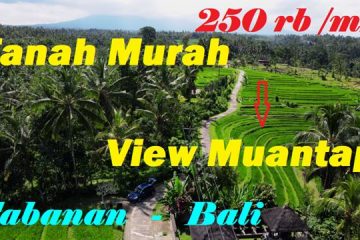 FOR SALE Affordable PROPERTY 4.800 m2 LAND IN Penebel Tabanan BALI TJTB596
