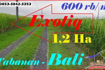 Affordable PROPERTY 12.000 m2 LAND IN TABANAN FOR SALE TJTB598