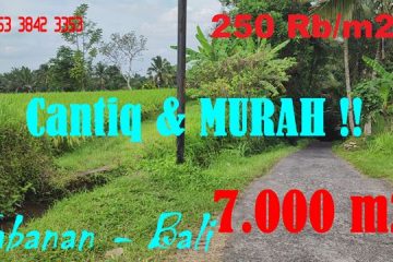 FOR SALE Ex0tic 7,000 m2 LAND IN Penebel Tabanan BALI TJTB626