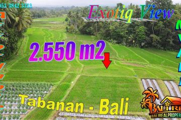 Cheap property LAND IN Penebel Tabanan FOR SALE TJTB778